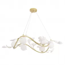 COLIBRI SP6 GOLD