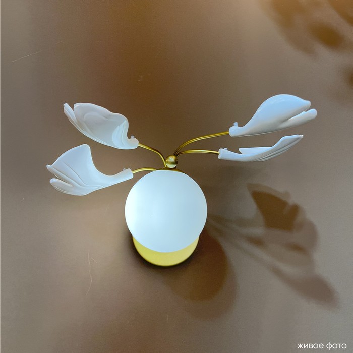 COLIBRI AP1 GOLD
