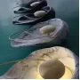 clam-white