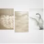 feathers-white-xl