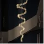 procyon-12