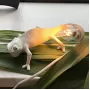 Chameleon Going Down USB
