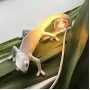 Chameleon Going Down USB