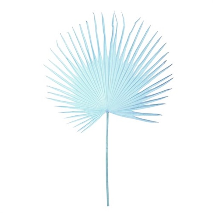 Fan palm leaf light blue