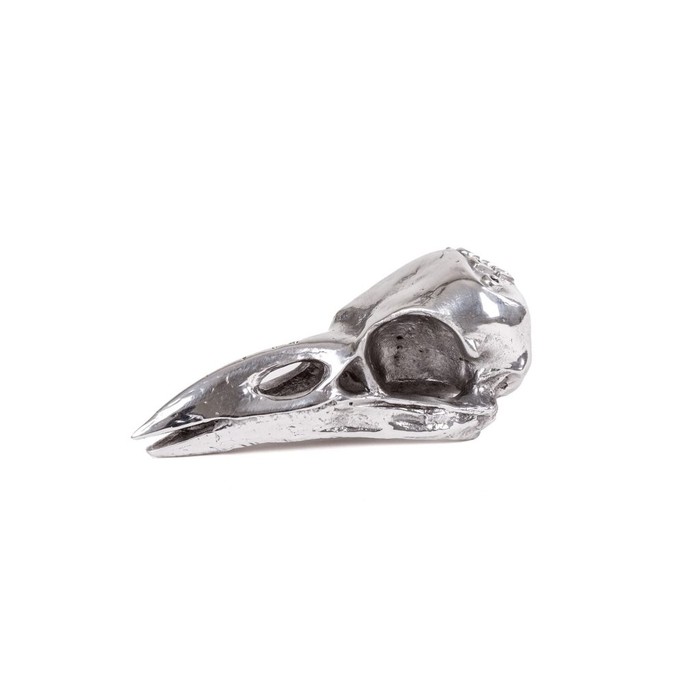Wunderkammer Bird Skull