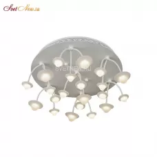 C50068/7Y WH
