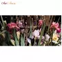 230021.70 LEAF IRIS