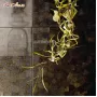 210026.70 Orhidea spider