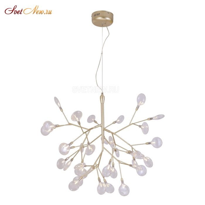 EVITA SP36 GOLD/TRANSPARENT