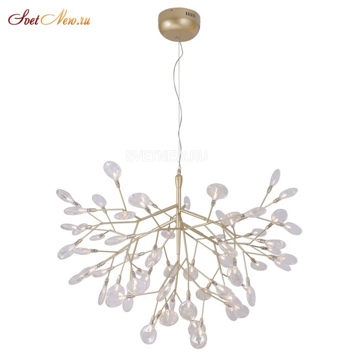 EVITA SP63 GOLD/TRANSPARENT