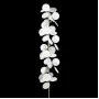 10008F white