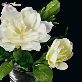 210113.10 Gardenia