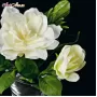 210113.10 Gardenia