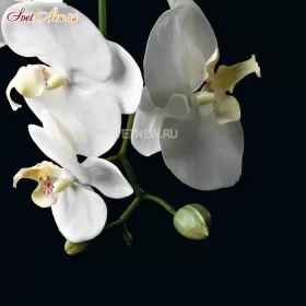 210045.10 Orhidea phalenopsis