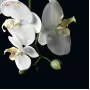 210045.10 Orhidea phalenopsis