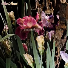 230021.70 LEAF IRIS
