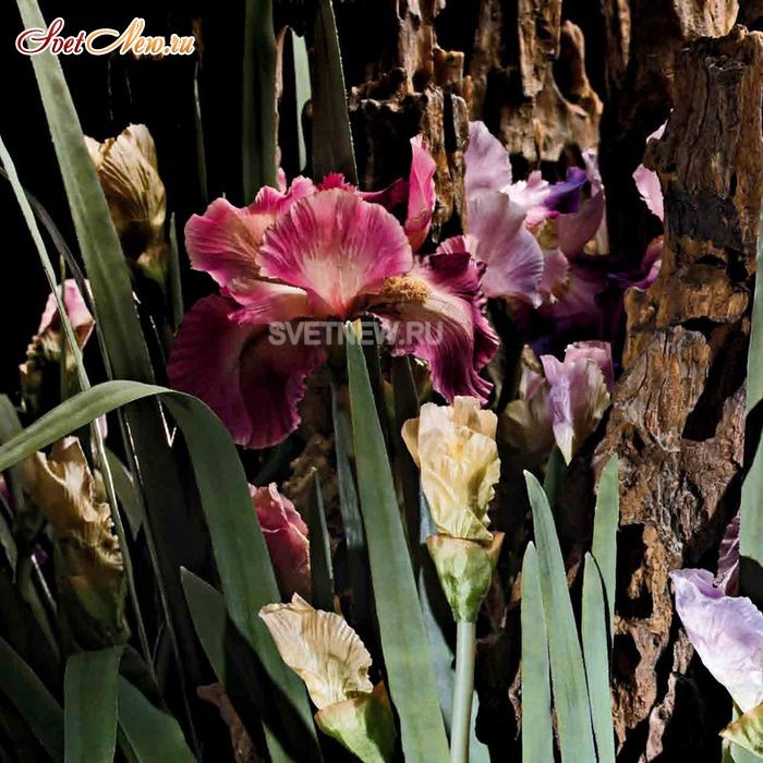230021.70 LEAF IRIS